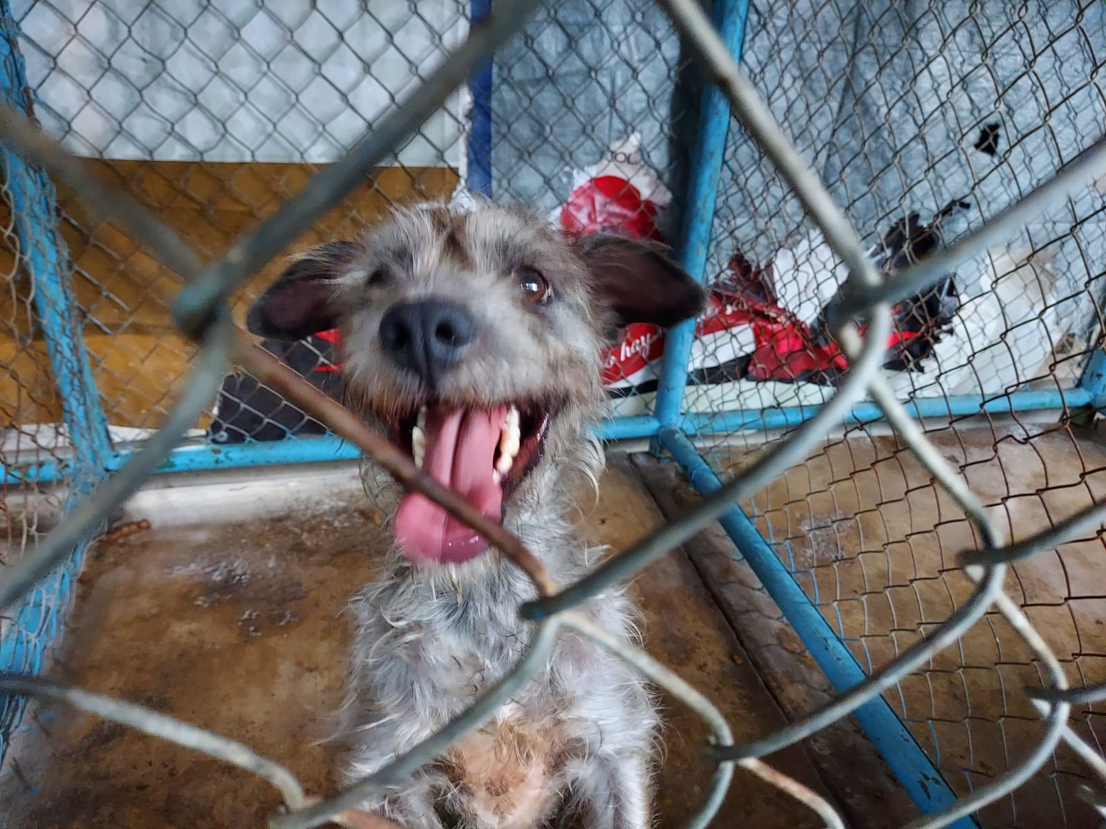 El 90 por ciento de animales resguardados en Control Canino se debe al abandono de sus dueños