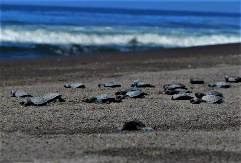 Dañadas las instalaciones del Tortugario de Cuyutlán, tras el paso de “Nora”, piden apoyo a la población