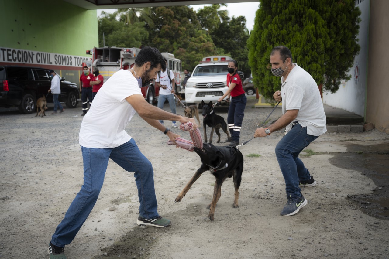 Tendrá Manzanillo Unidad de Rescate Canino coordinada por la Dirección Municipal de Protección Civil y Bomberos