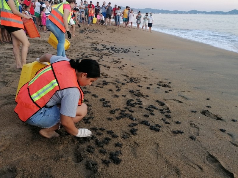 Han protegido 1600 nidos en el Torturgario Manzanillo