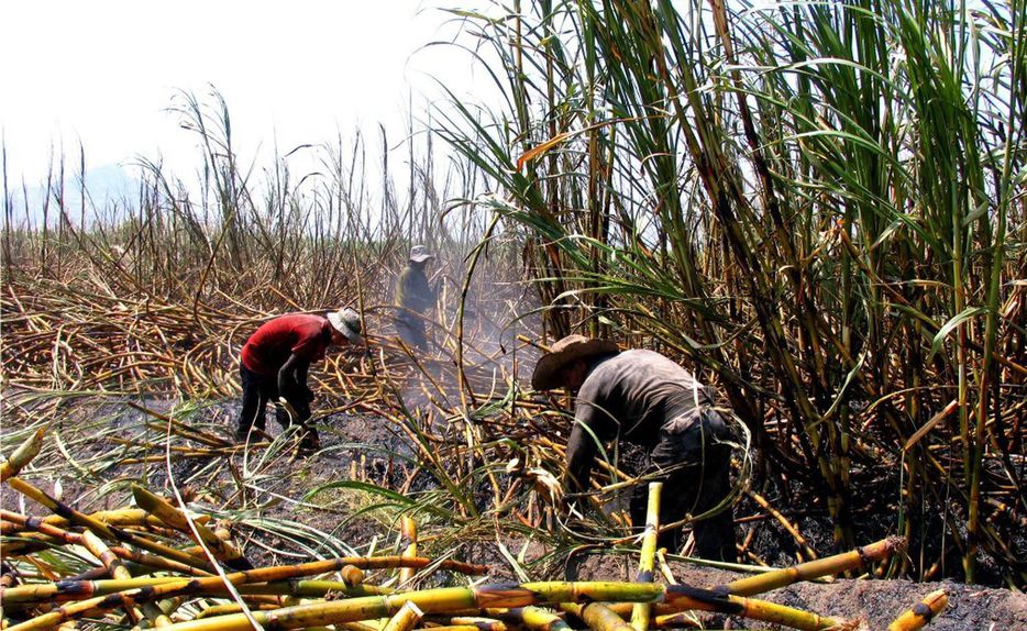 Prevén superar, en la presente zafra, las 130 mil toneladas de azúcar en el Ingenio de Quesería