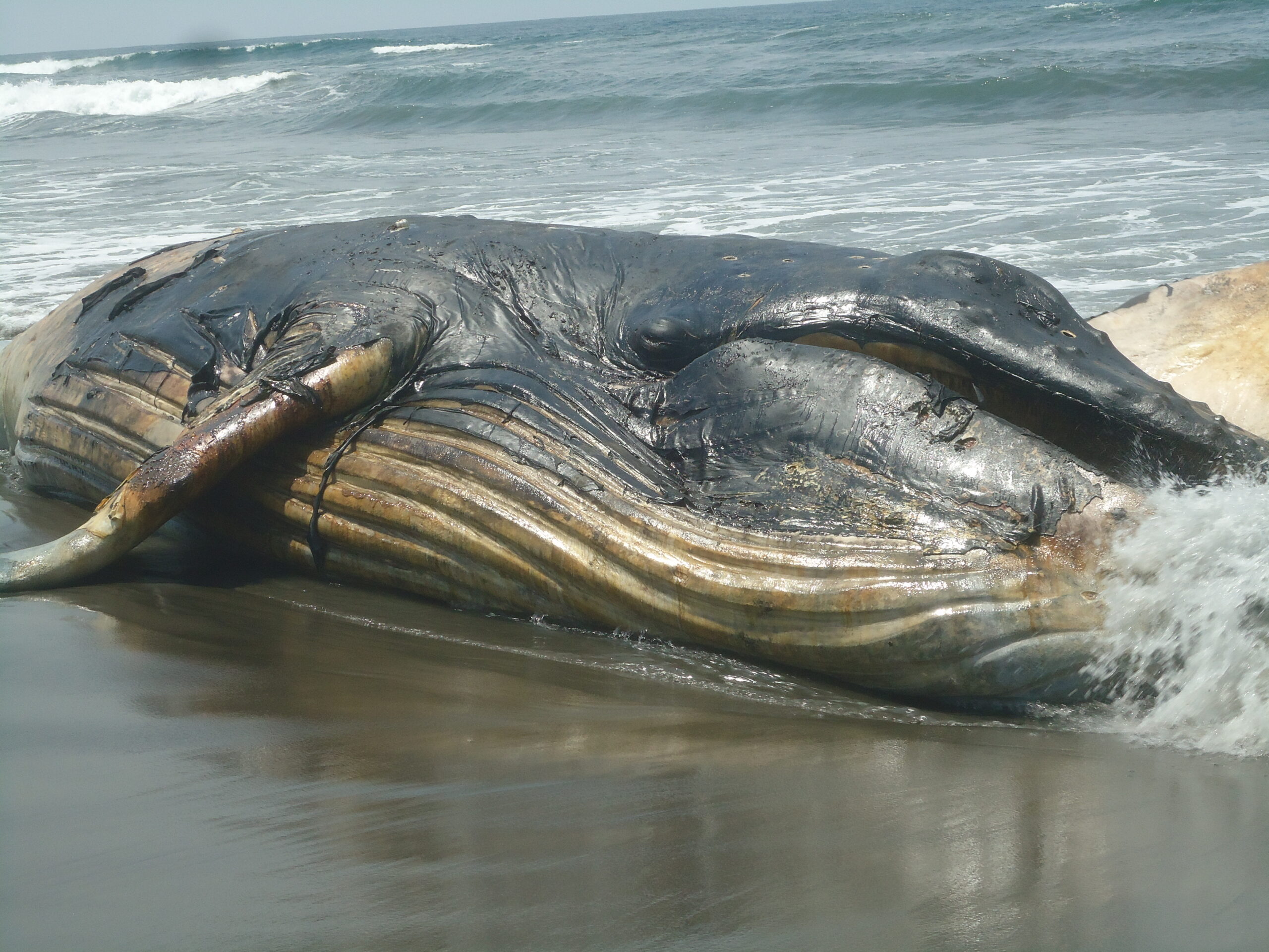 Aparece ballena  muerta  en playa de Chiapas