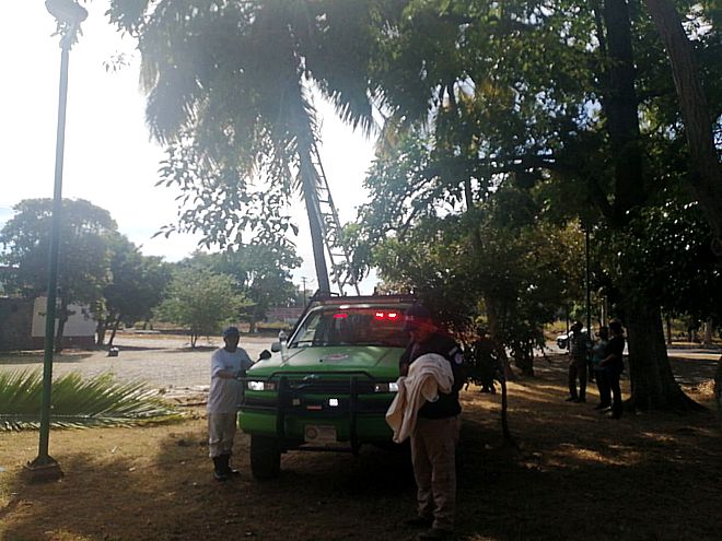 URIE Colima logra liberar un halcón enredado en un árbol del Parque Hidalgo