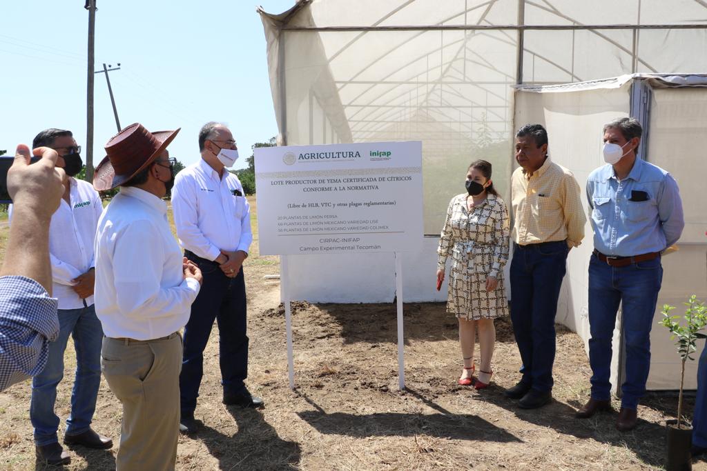 Colima produce planta de limón mexicano sin espinas y resistente al HLB