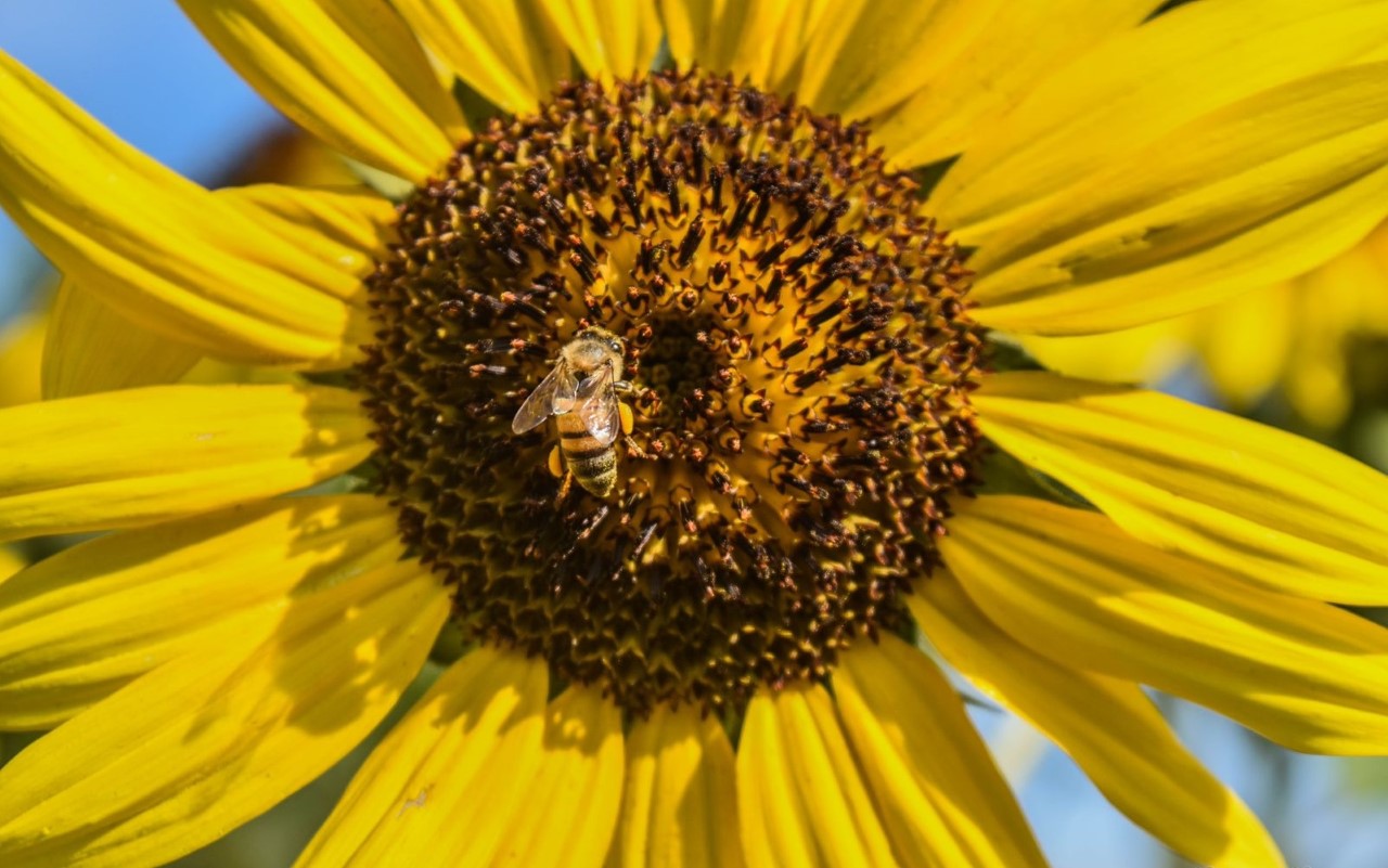 Abejas son vitales para el género humano: realizarán ApiFest en Tecomán, Colima