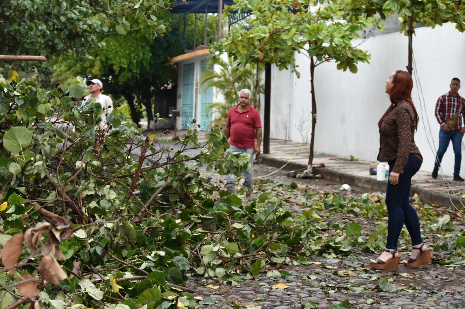 Dejan lluvias de la madrugada siete árboles caídos en la Villa