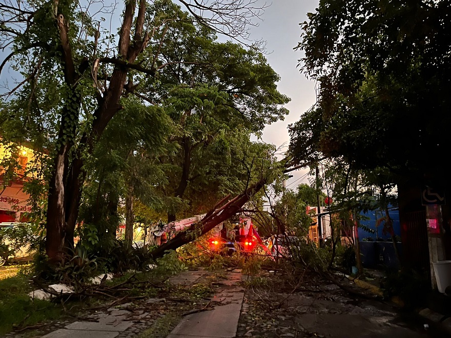 Dejan lluvias 18 árboles caídos en Villa de Álvarez