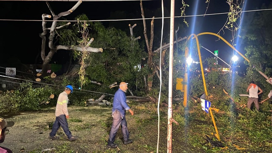 Reporta Ayuntamiento de Colima 12 árboles caídos tras la tormenta de este martes