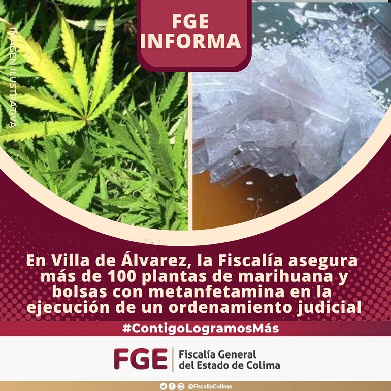 En Villa de Álvarez, la Fiscalía asegura más de 100 plantas de marihuana y bolsas con metanfetamina en la ejecución de un ordenamiento judicial