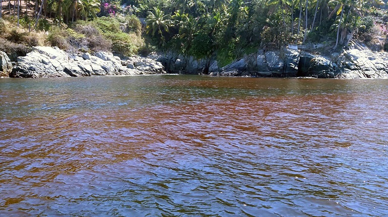 Detectan marea roja tóxica en Manzanillo; Salud alerta no consumir moluscos bivalvos