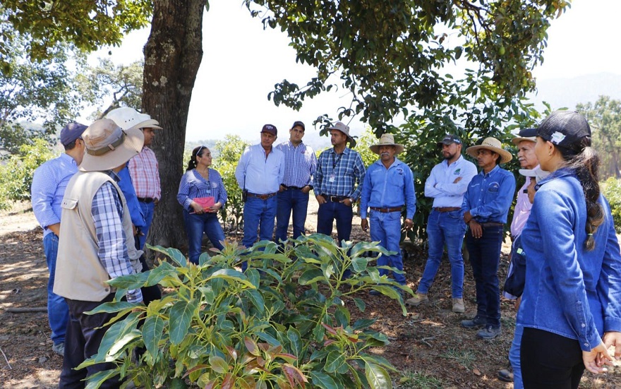 Colima avanza para obtener categoría de zona libre de plagas en aguacate