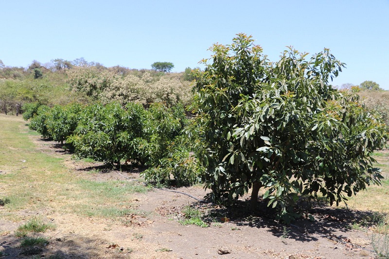 Colima produce casi 10 mil toneladas de aguacate de calidad, al año