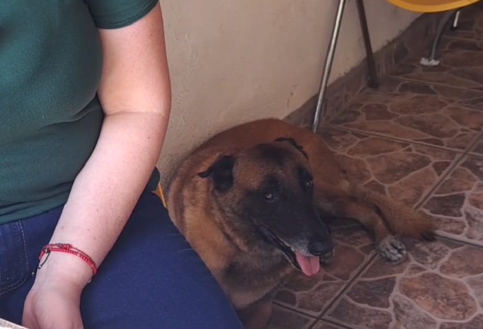 Piden apoyo para tratamiento de Rex, perro rescatista de Colima