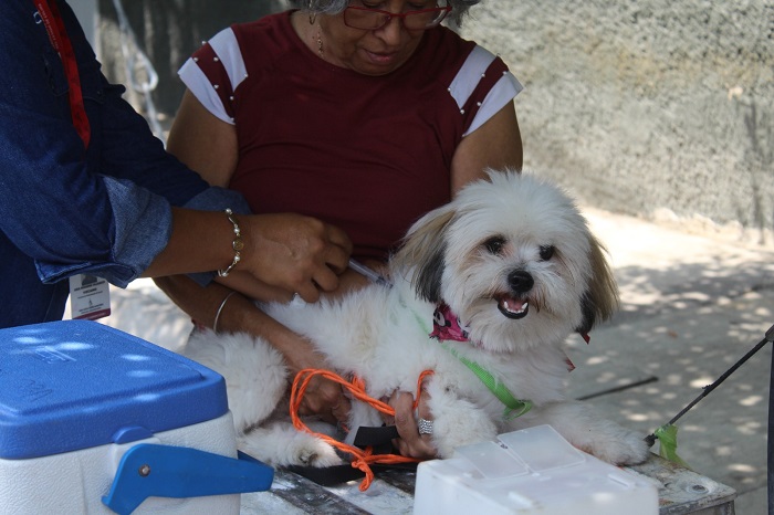 Inicia la Jornada Nacional de Vacunación Antirrábica a perros y gatos, en el Estado de Colima