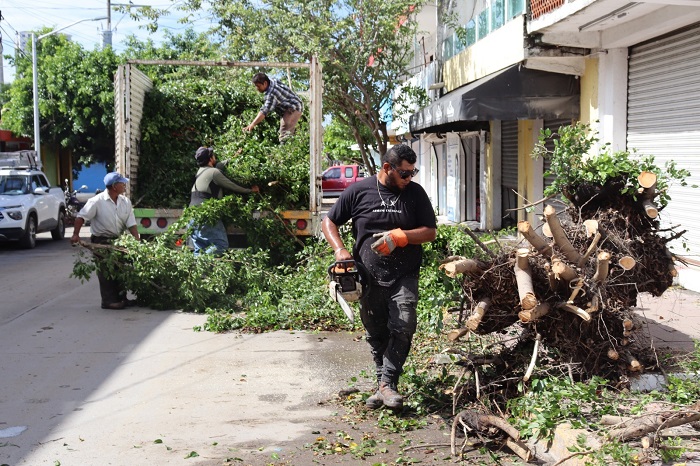 El Ayuntamiento de Manzanillo retiró 30 árboles caídos por el paso del Huracán