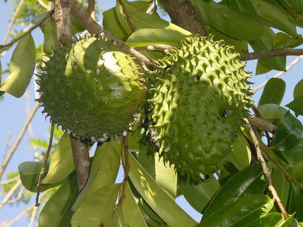 Produce Colima mil toneladas de guanábana al año