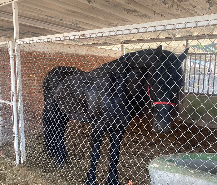 Arriban a la Feria de Colima 65 caballos de raza española, para el Concurso Morfológico