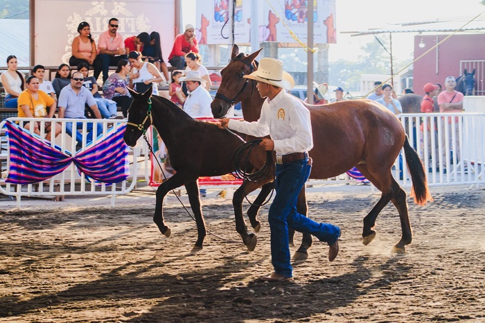 Exitosa exhibición morfológica de caballos Warlander en la Feria de Colima