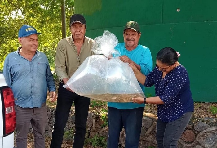 Subseder siembra alevines de tilapia en Cuauhtémoc; habrá producción en 3 a 4 meses