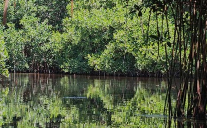 Realizarán peregrinación religiosa para salvar el manglar de Cuyutlán