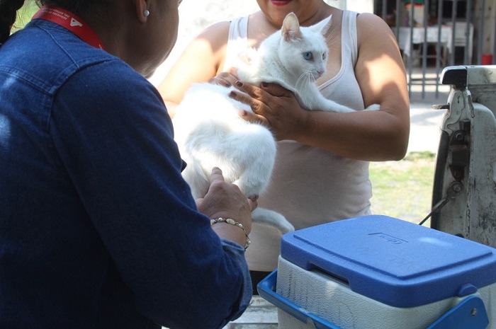 Mantienen vacunación antirrábica; hay puntos fijos en los Centros de Salud