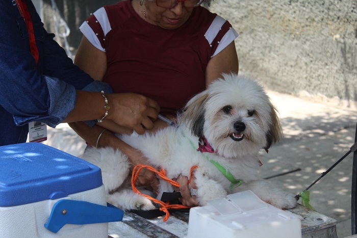 Este domingo iniciará la Jornada de Vacunación Canina y Felina