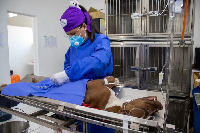 Para proteger la salud pública en el municipio, continúa la Campaña permanente de esterilización y vacunación de rabia para perros y gatos en situación de calle