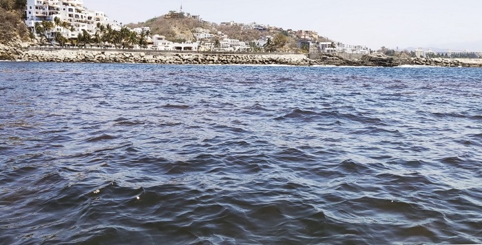 Alerta Salud: detecta microalgas productoras de toxinas paralizantes en Bahías de Manzanillo