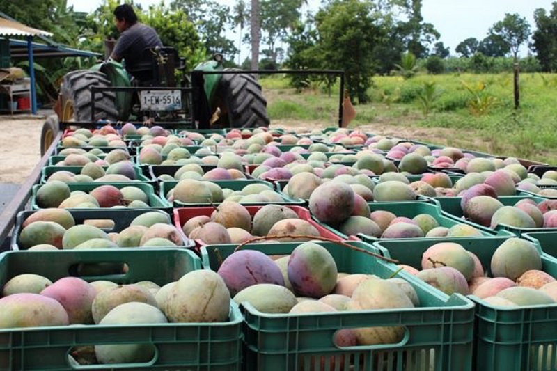 Productores de mango en Colima, prevén un buen año para la producción de esta fruta