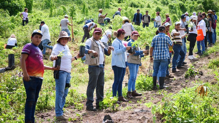 Se logró la meta de plantar 10 mil árboles en el Cerro del Toro: Rocío Beltrán