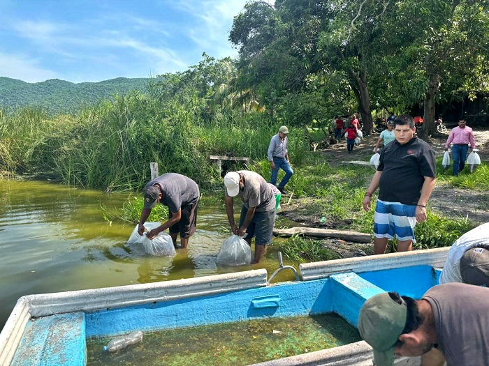 Han liberado más de 400 mil alevines en bordos y ollas de agua del estado de Colima