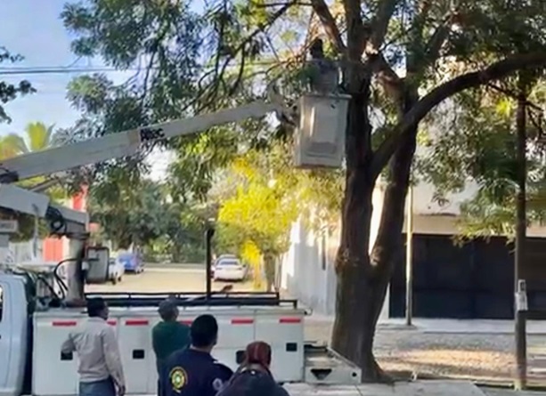 Presidente Riult Rivera instruye a PC Municipal y Servicios Públicos el rescate de felino atrapado en árbol