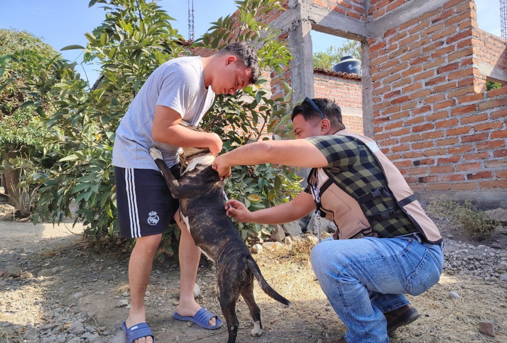 Vacuna antirrábica protege a población y mascotas contra la rabia: Salud Colima