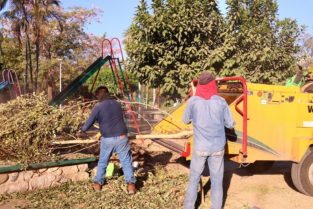 Ayuntamiento de Colima continúa con la campaña de poda de árboles y limpieza de parques y jardines