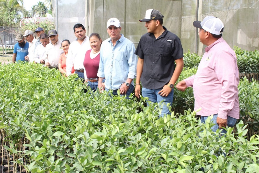 Subseder Colima reanuda la entrega de planta certificada de limón mexicano