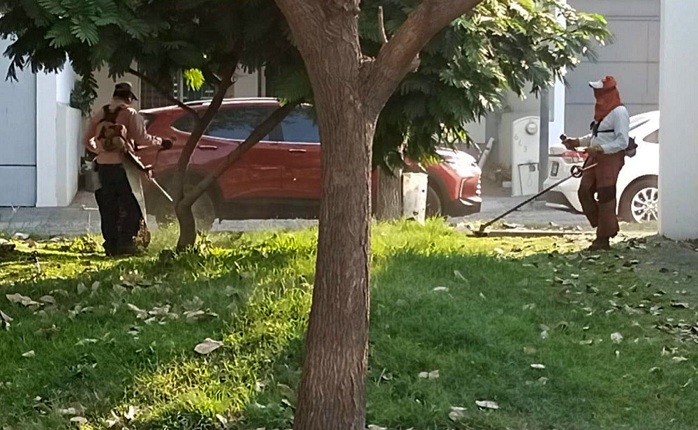 Realiza Gobierno de Riult Rivera labores de limpieza y mantenimiento de arbolado en Valle Dorado y Santa Bárbara