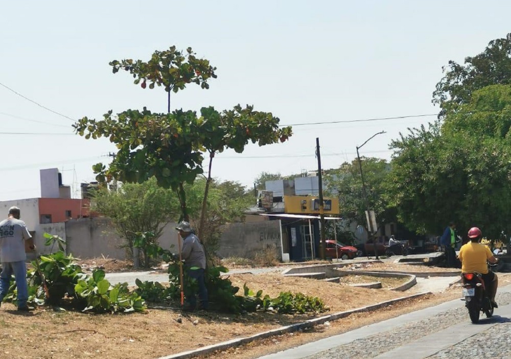 Gobierno municipal de Colima mantiene acciones continuas de poda, embellecimiento y mantenimiento de áreas verdes