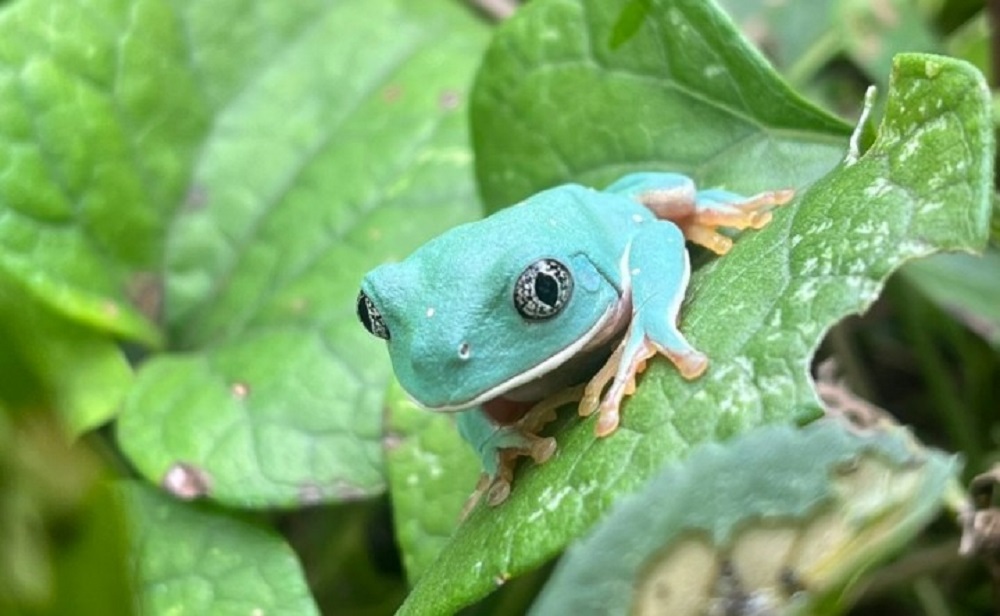 Colima suma esfuerzos por la biodiversidad en el Reto NaturaLista Urbano 2025
