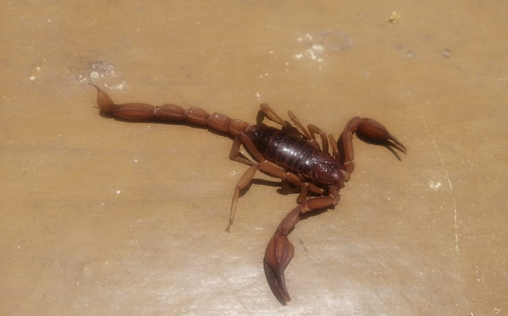 Picadura de alacrán es prevenible casi al 100 % con medidas protectoras en las viviendas