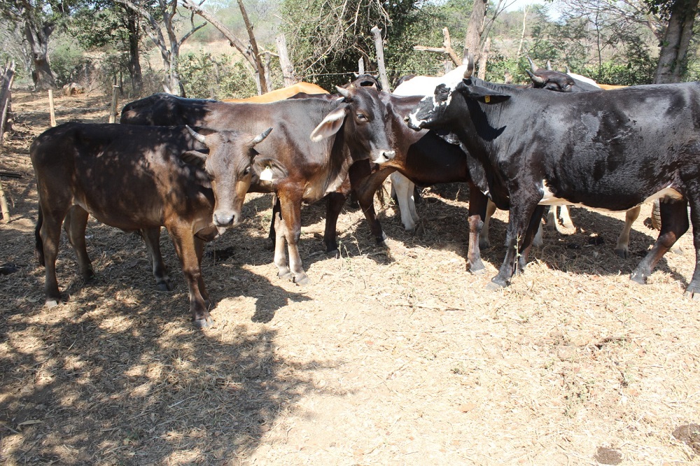 Subseder llama a las y los presidentes municipales a realizar acciones para impedir presencia del gusano barrenador del ganado