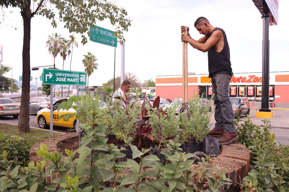 Ayuntamiento impulsa embellecimiento de camellón de la Avenida 20 de Noviembre y limpieza integral de Glorieta del Rey Coliman