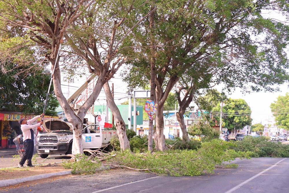 Para evitar caída de ramas durante la temporada de lluvias, Ayuntamiento capitalino poda árboles en la avenida De los Maestros