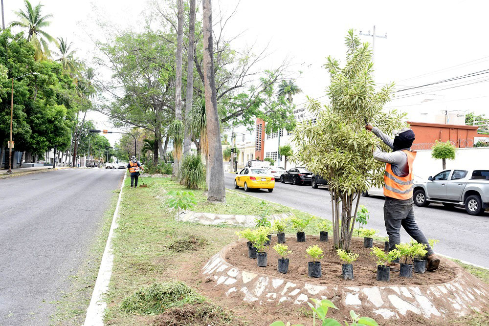 Con la estrategia “Verde y Vivo” Ayuntamiento de Colima embellece el camellón de la avenida 20 de noviembre