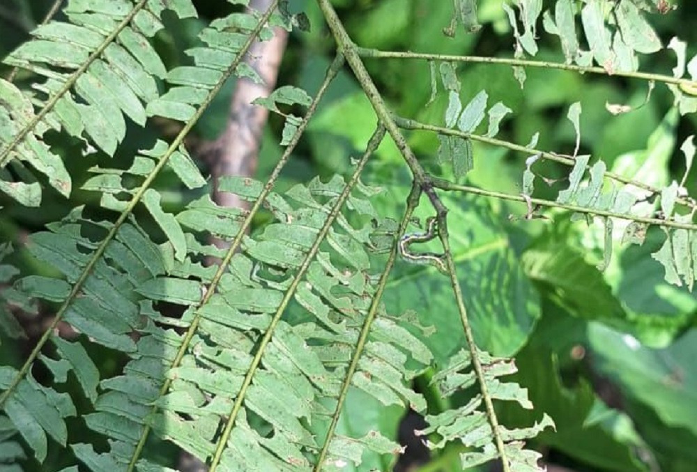 Imades y Conafor atienden presencia de insecto defoliador en zonas forestales de Colima