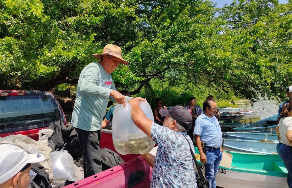 Subseder Colima entregó 60 mil alevines a productores de la comunidad de Alcuzahue