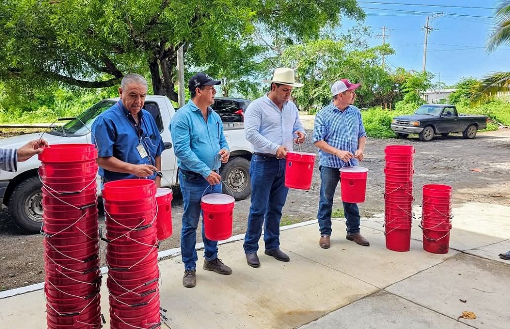 Gobierno del Estado de Colima coadyuva a control de plaga Picudo Negro del Cocotero