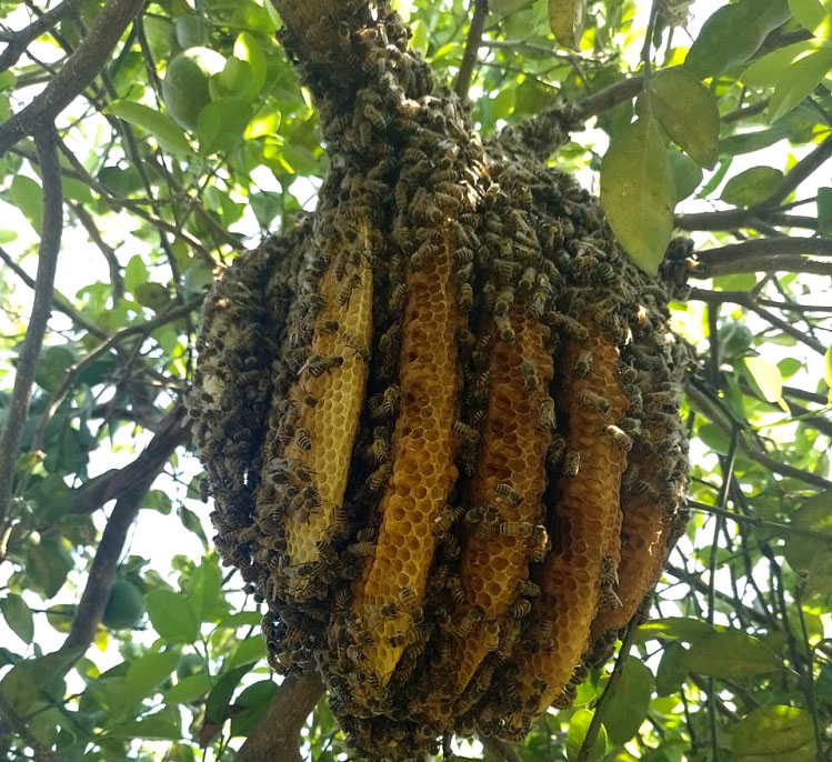 Baja producción de miel en Colima debido al uso de químicos contra abejas: Apicultores