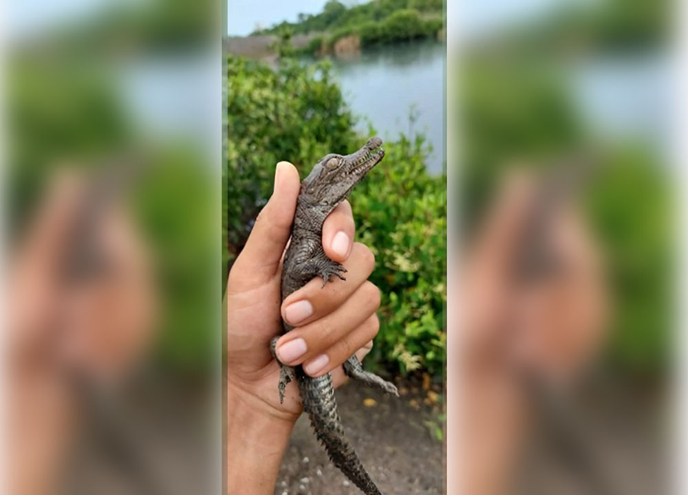 Protege Asipona Manzanillo 238 cocodrilos en laguna del Valle de las Garzas