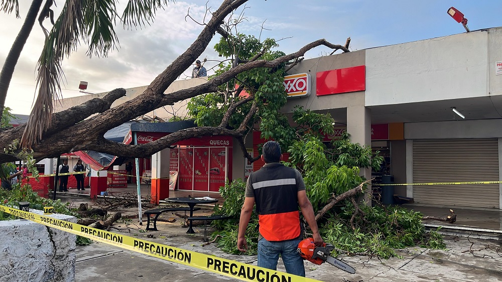 Ayuntamiento de Colima atiende árbol caído en la Central de los Rojos
