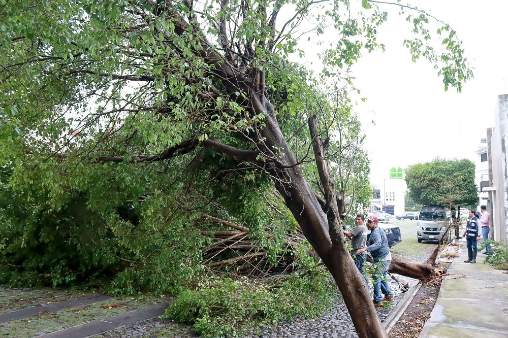 Respuesta inmediata del Ayuntamiento de Colima tras lluvia: atienden árboles caídos en varios puntos de la ciudad